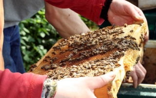 Bienen auf Wabe mit offenen Zellen